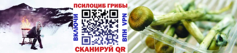 Галлюциногенные грибы Psilocybe  купить  сайты  Артём 